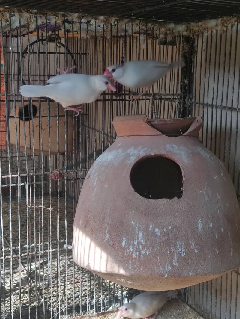 Fawn | Opal Java breeder pair 4