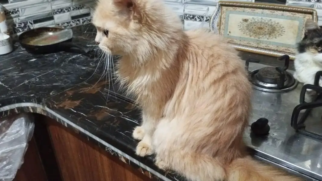 famale — photo 2