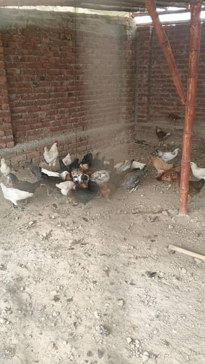Desi murgi farm business for sale in reasonable price