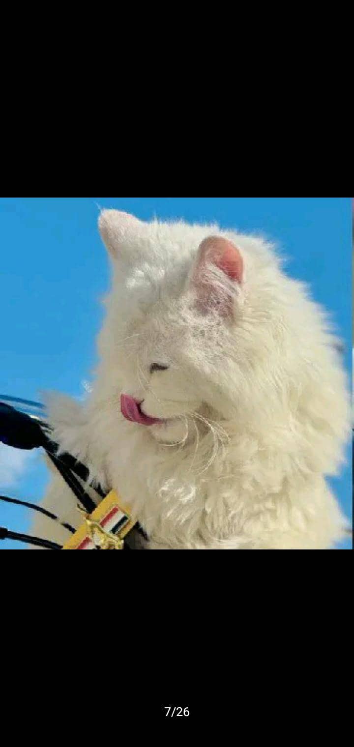 Persian cat 0