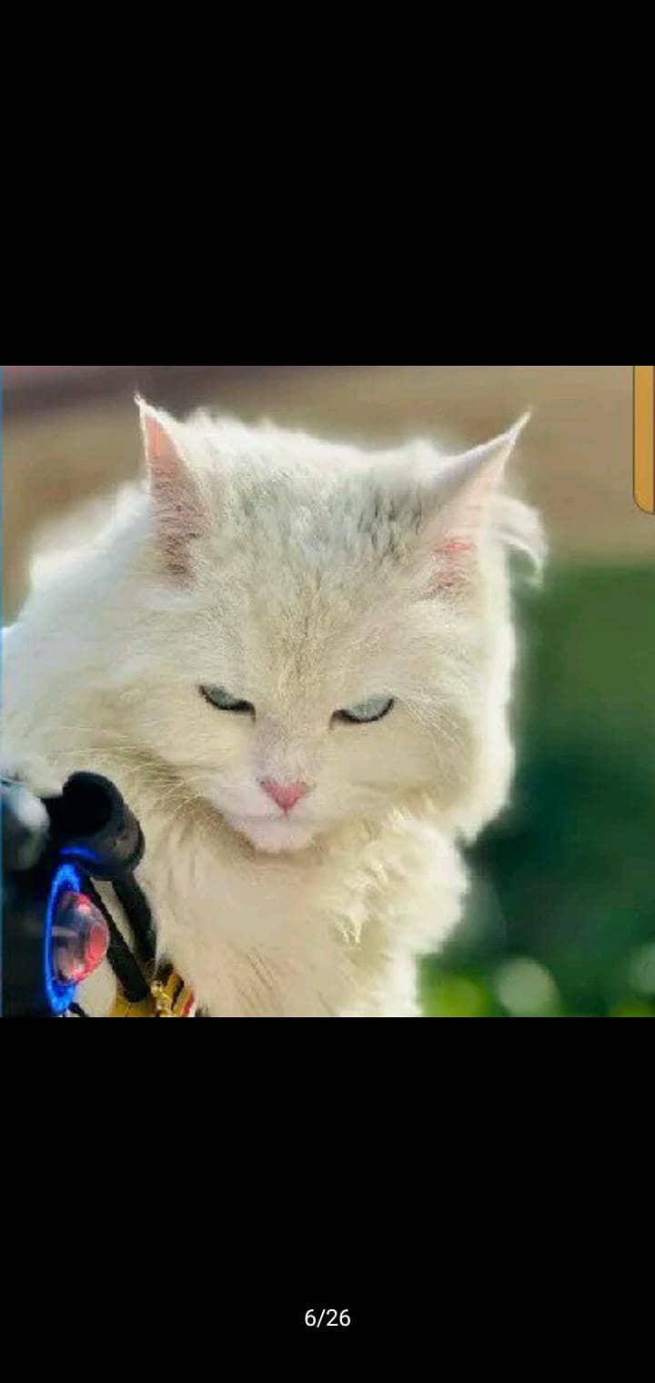 Persian cat 1