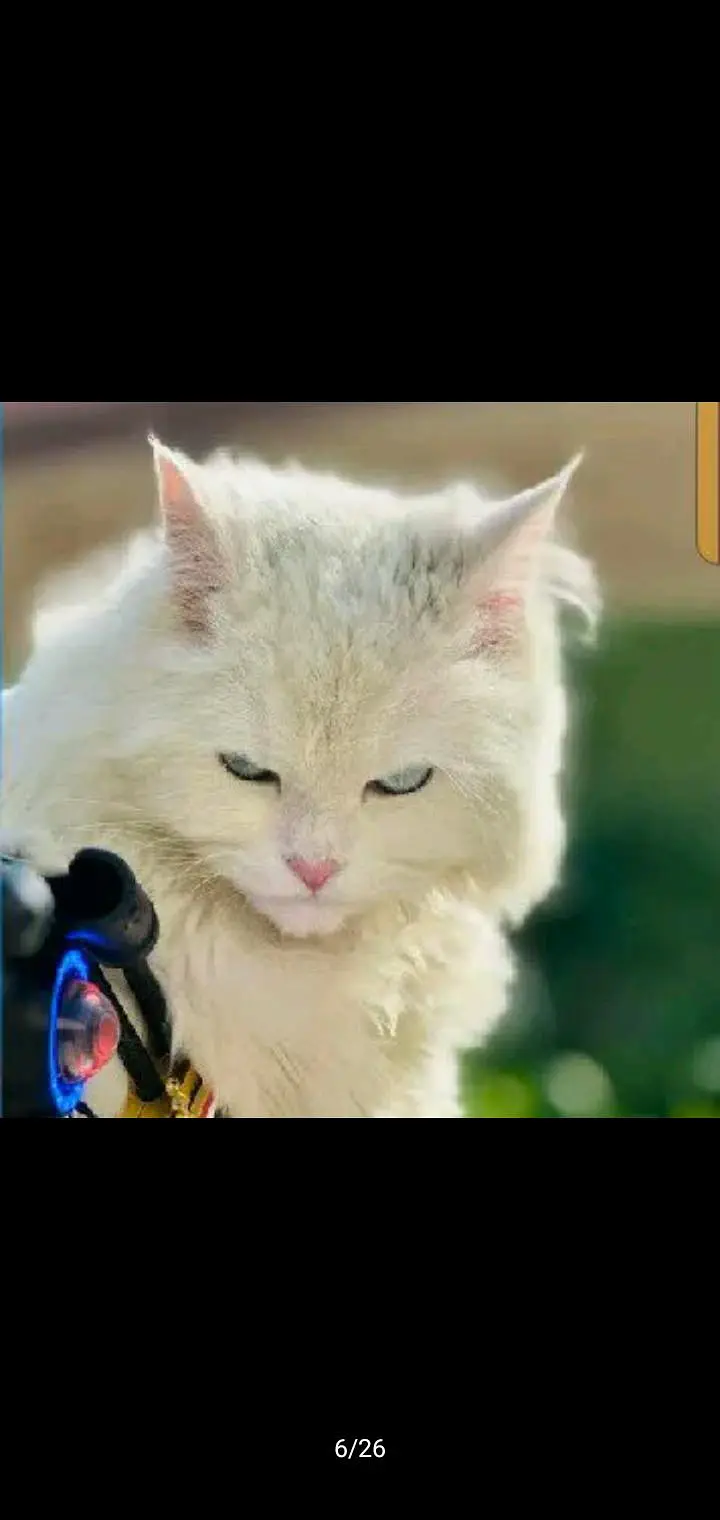 Persian cat — photo 2