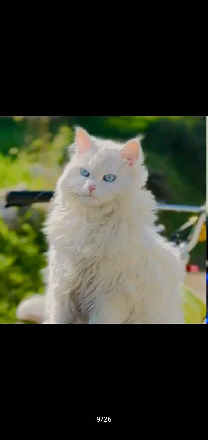 Persian cat 2
