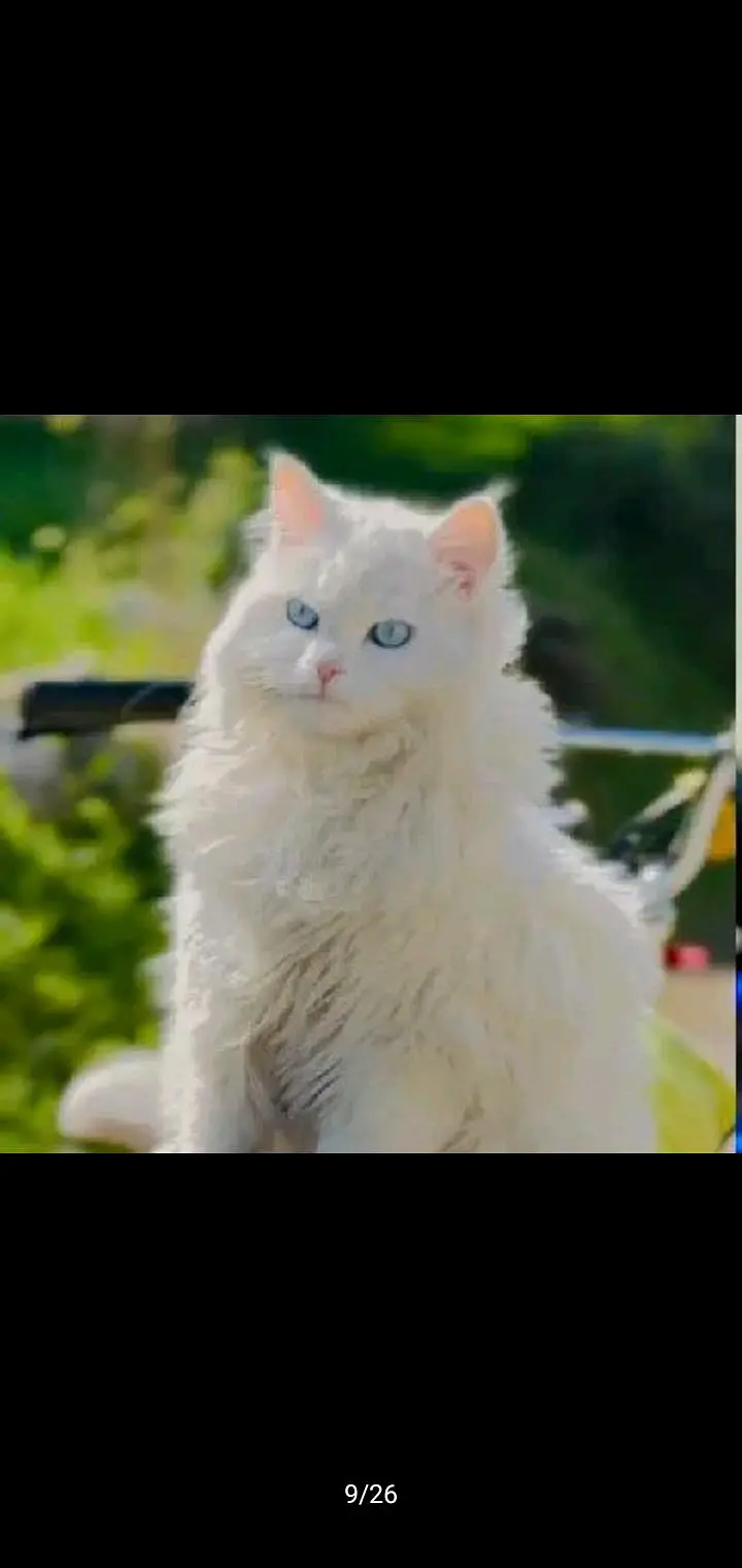Persian cat — photo 3