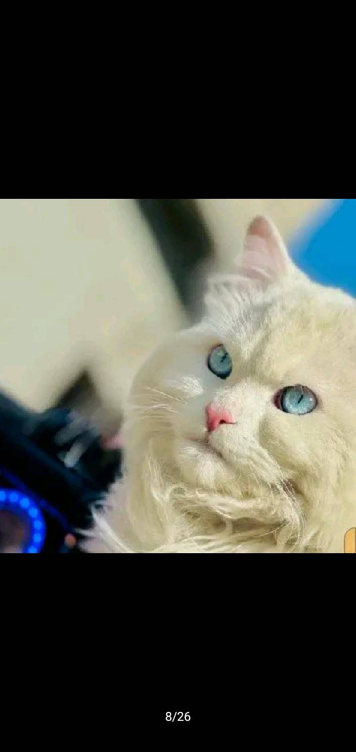 Persian cat 3