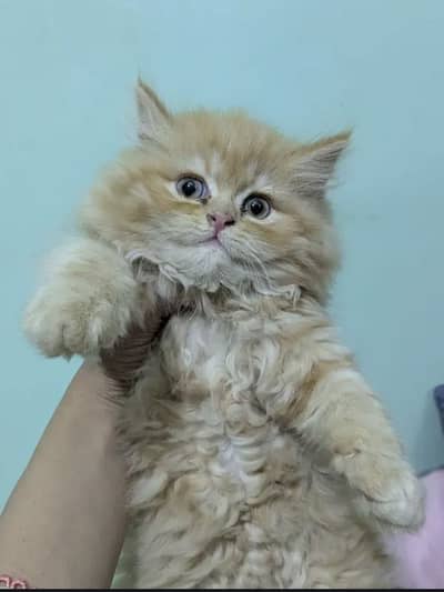 PERSIAN KITTEN PUNCH FACE DOUBLE COATED