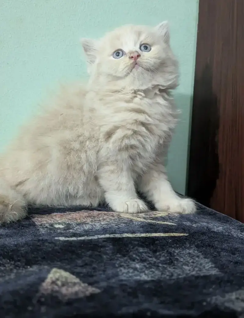 PERSIAN KITTEN PUNCH FACE DOUBLE COATED — photo 2