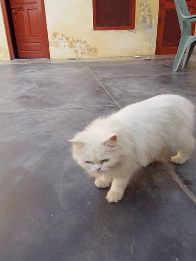 Cat for sale