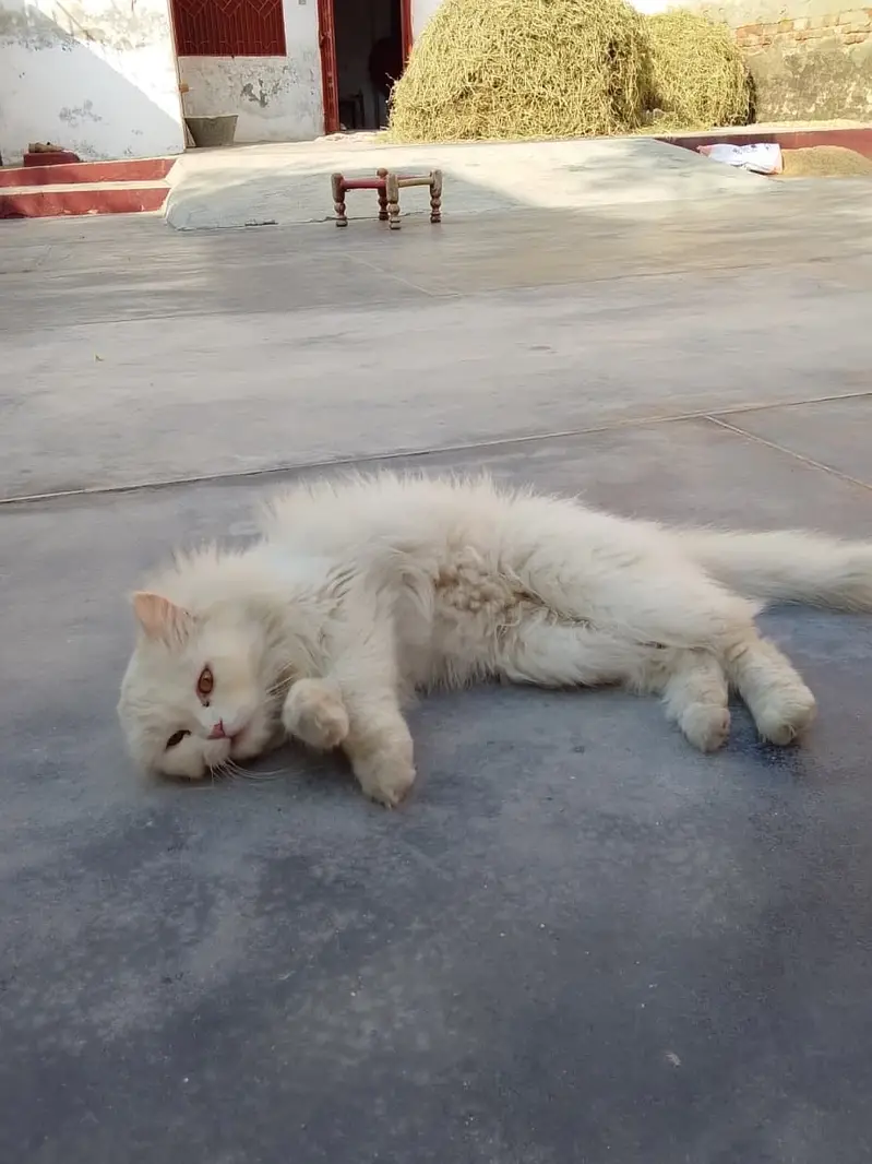 Cat for sale — photo 2