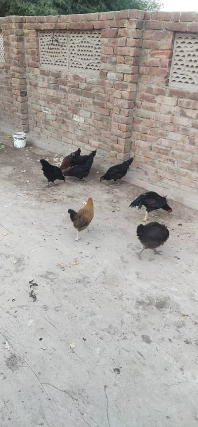 Desi murghiyan Ando wali 7