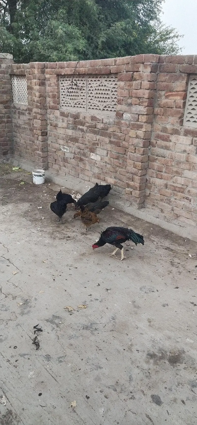 Desi murghiyan Ando wali 7 — photo 2