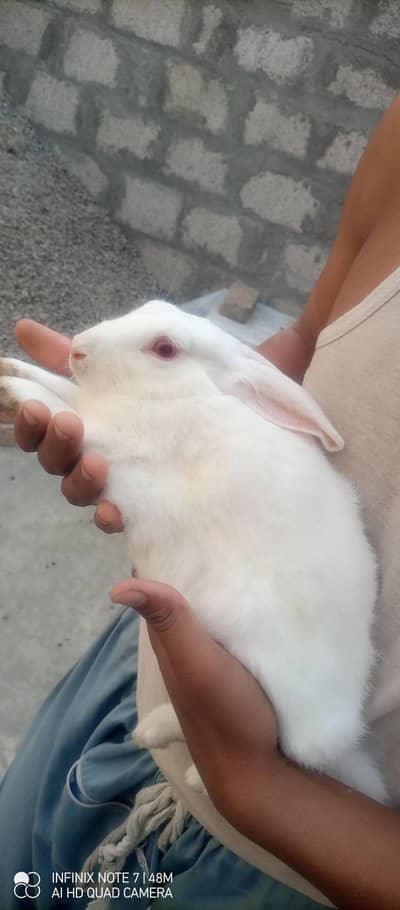 English angora and newziland wite / 2 baby female