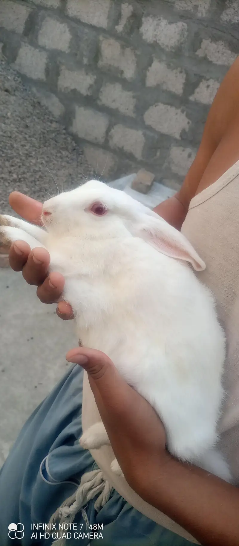 English angora and newziland wite /and 2 female