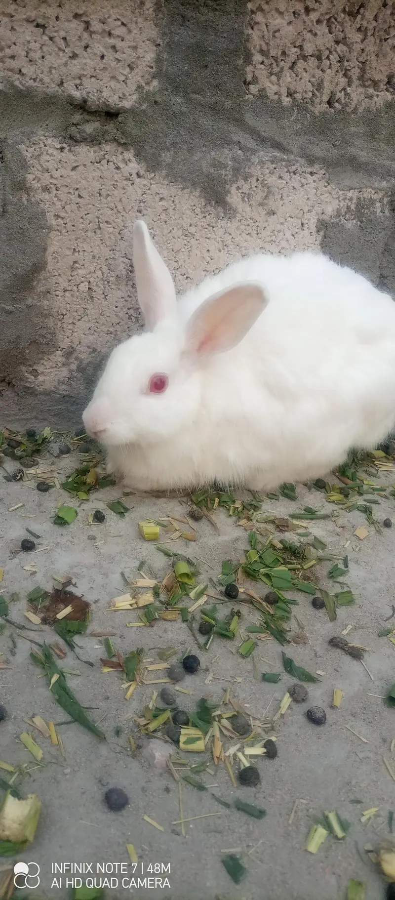English angora and newziland wite /and 2 female — photo 2