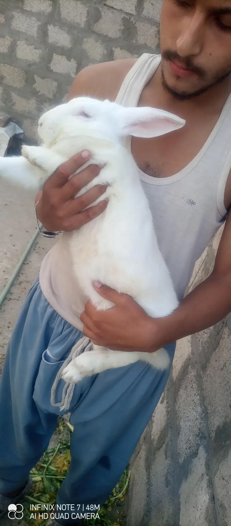 English angora and newziland wite /and 2 female — photo 3