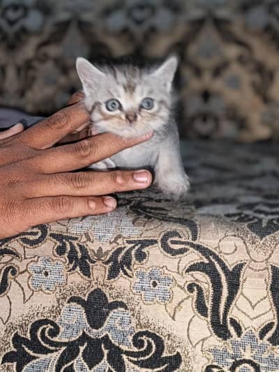 home cat bybeys