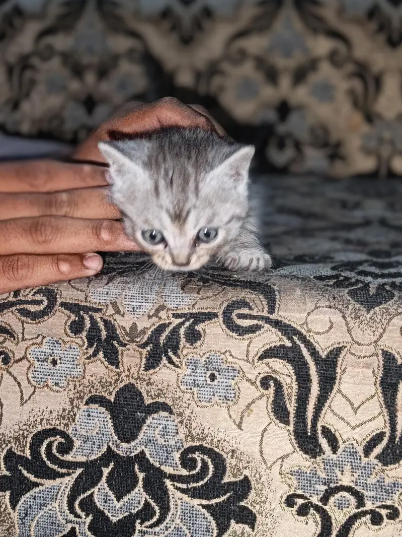 home cat bybeys — photo 2