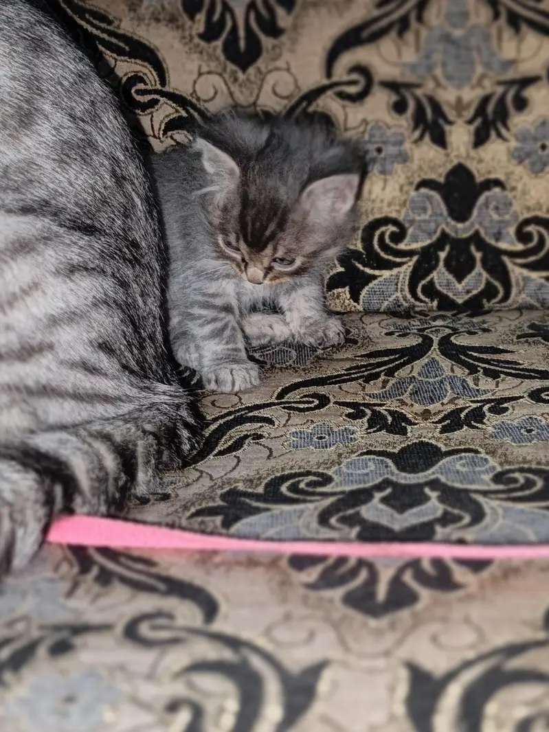 home cat bybeys — photo 3