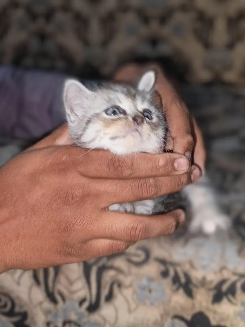 home cat bybeys — photo 4