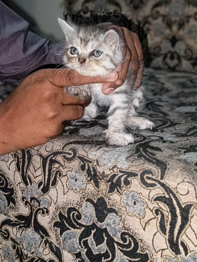 home cat bybeys — photo 5