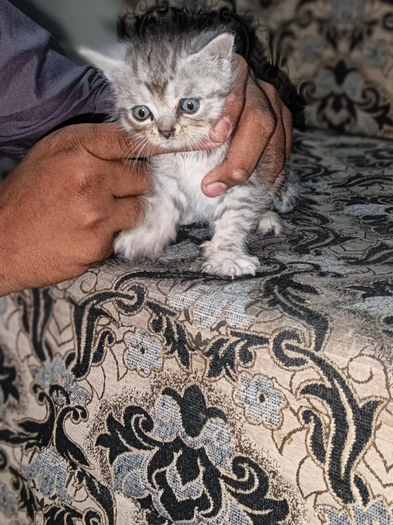 home cat bybeys — photo 6