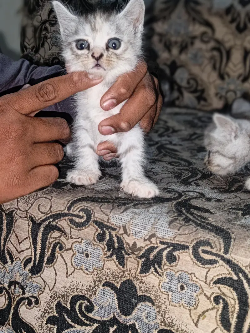 home cat bybeys — photo 8