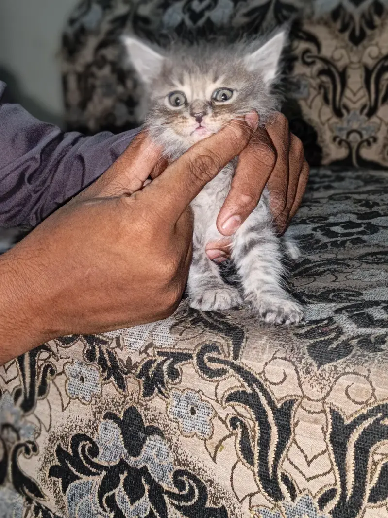 home cat bybeys — photo 9