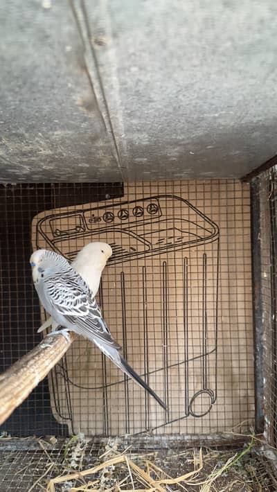 exhibition budgies