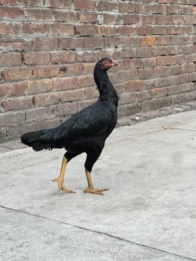 Aseel female breeder