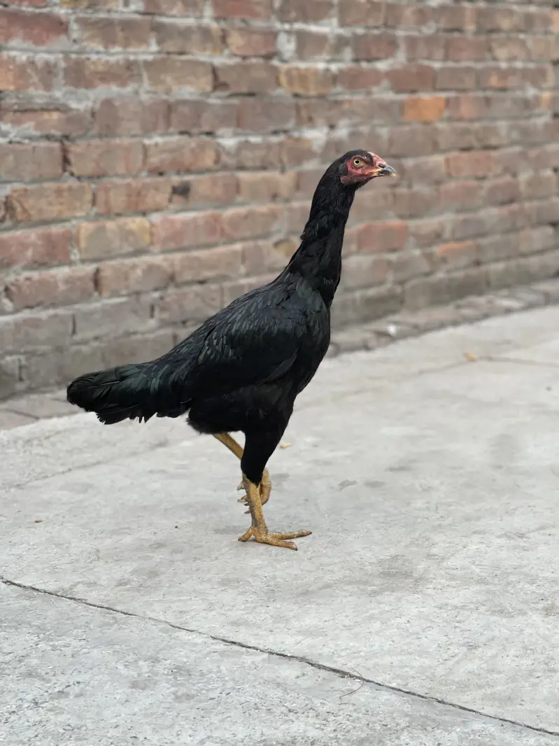 Aseel female breeder — photo 2