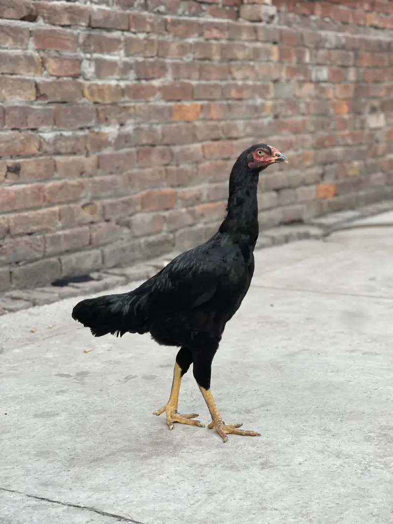 Aseel female breeder — photo 3