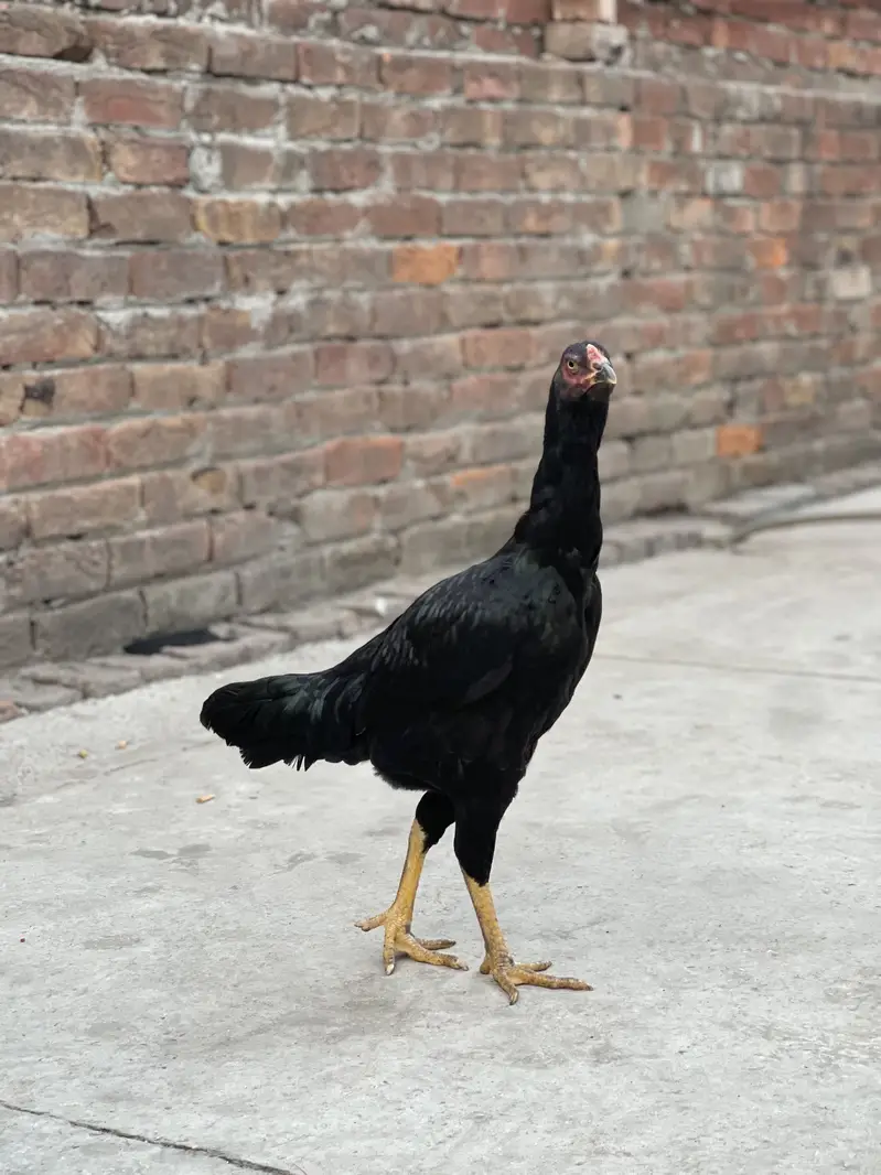 Aseel female breeder — photo 4