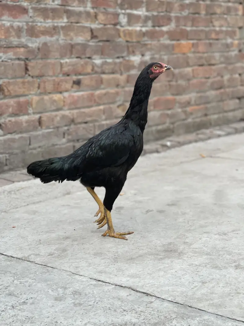 Aseel female breeder — photo 5