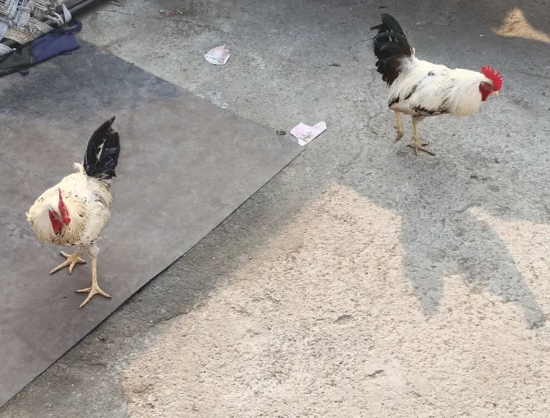 desi murghe and murgiya — photo 10