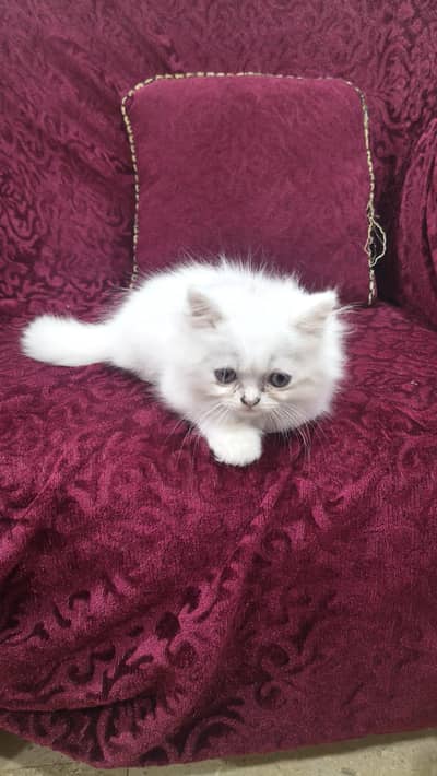 Persian kittens  semi punch face triple coated.