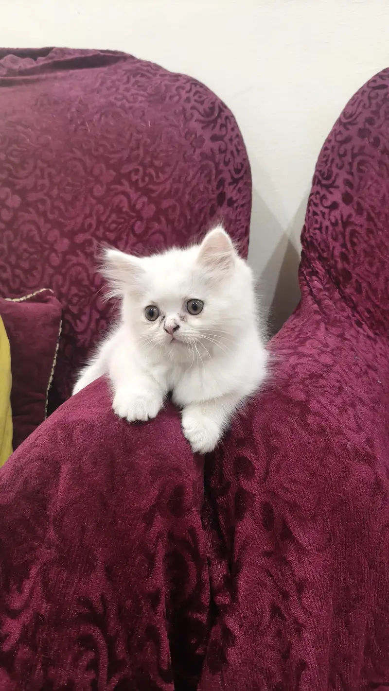 Persian kittens  semi punch face triple coated. — photo 2