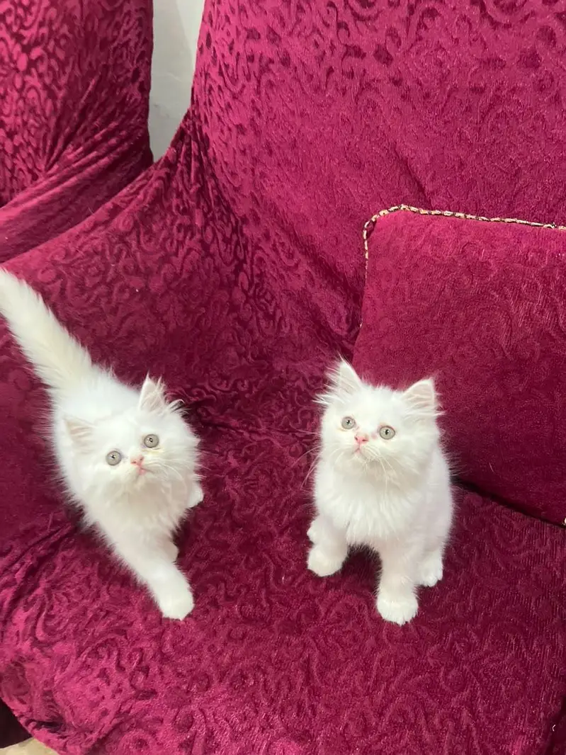 Persian kittens  semi punch face triple coated. — photo 3