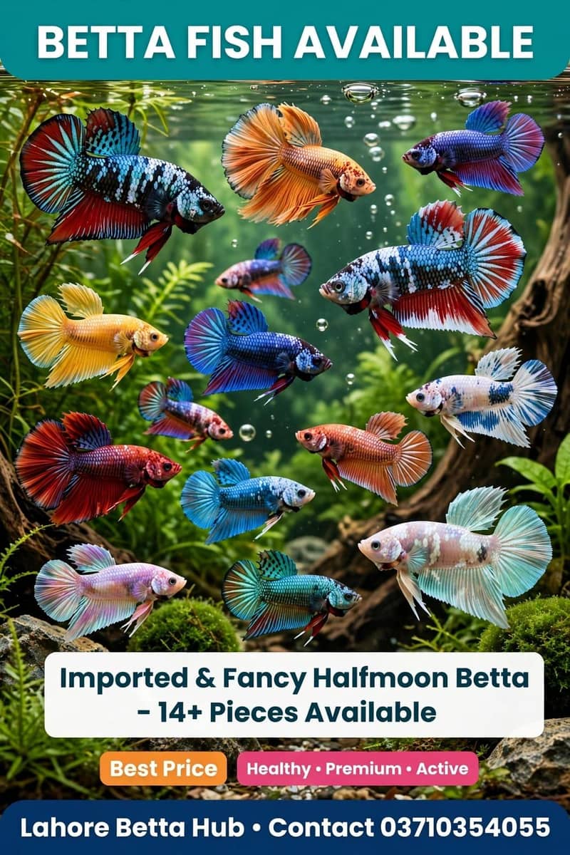 imported Betta fish 0