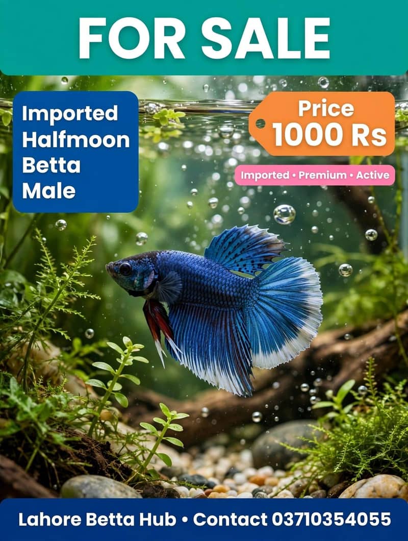 imported Betta fish 2