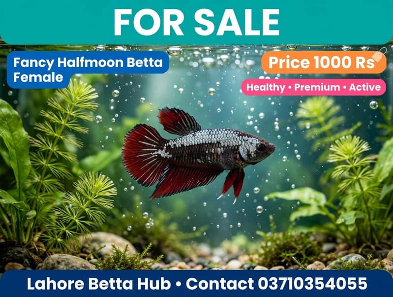 imported Betta fish 3