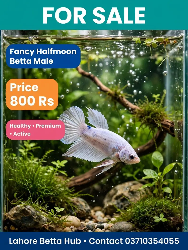 imported Betta fish — photo 5