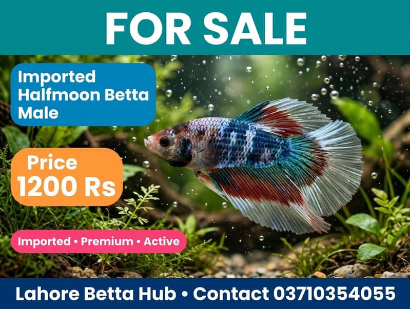 imported Betta fish 7