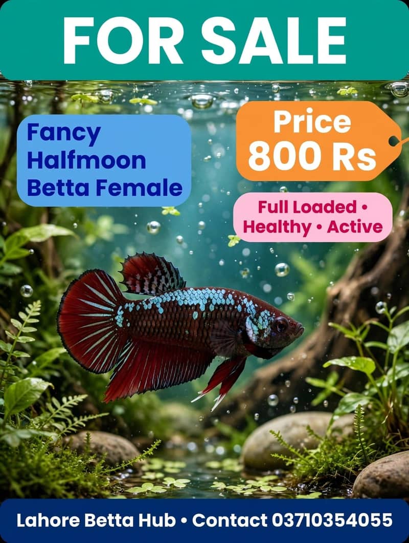 imported Betta fish 8