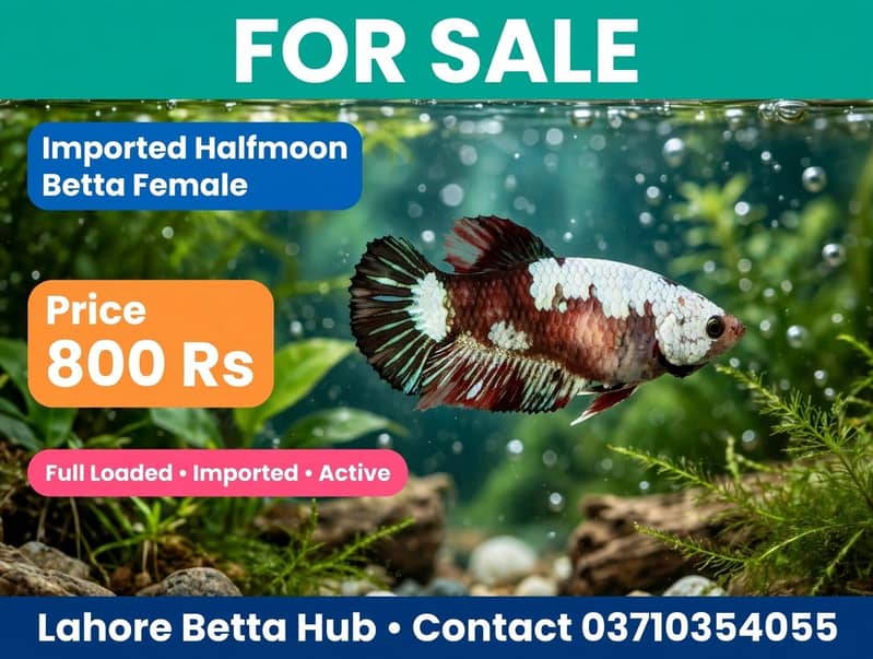 imported Betta fish 10
