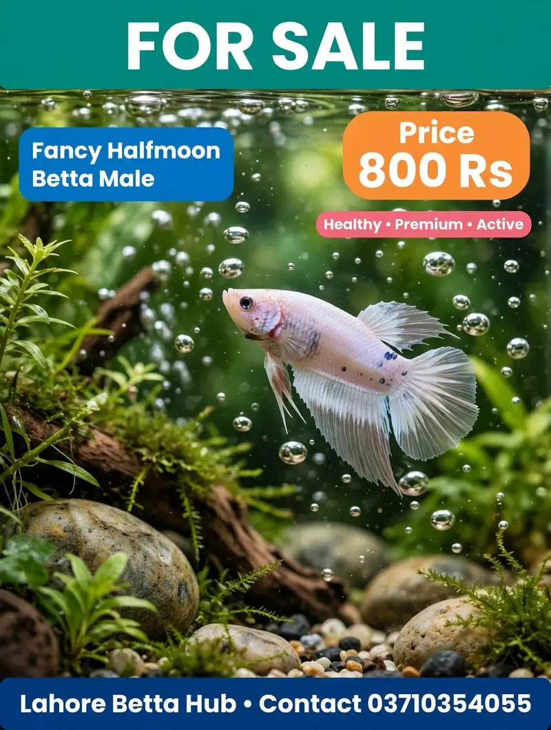 imported Betta fish — photo 12