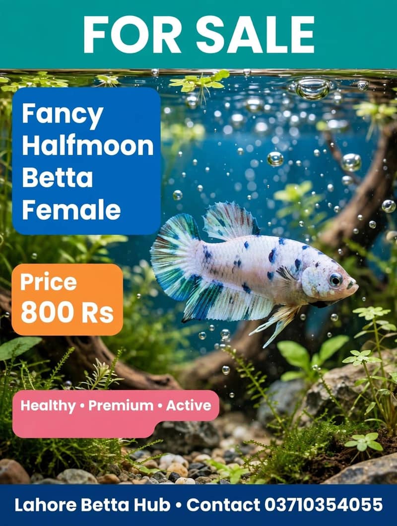 imported Betta fish 12