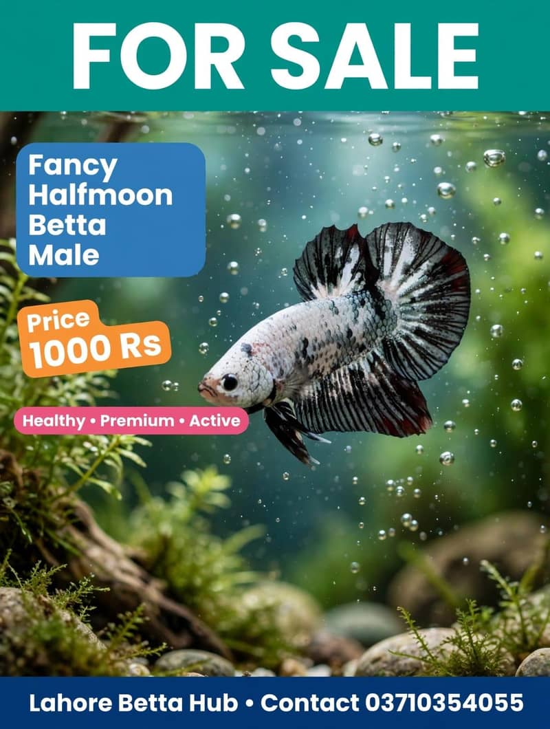 imported Betta fish 13