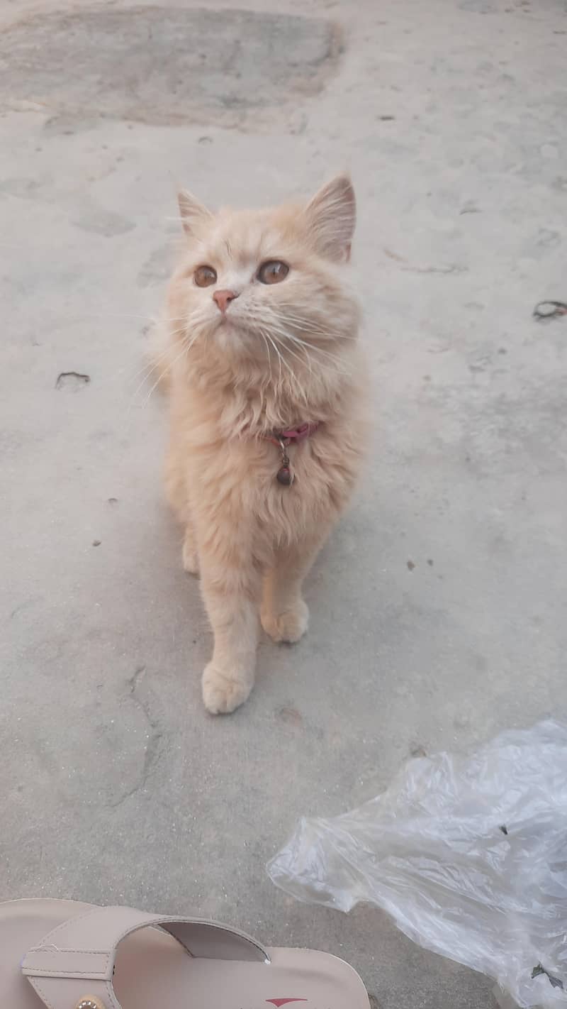 Siberan cat 0