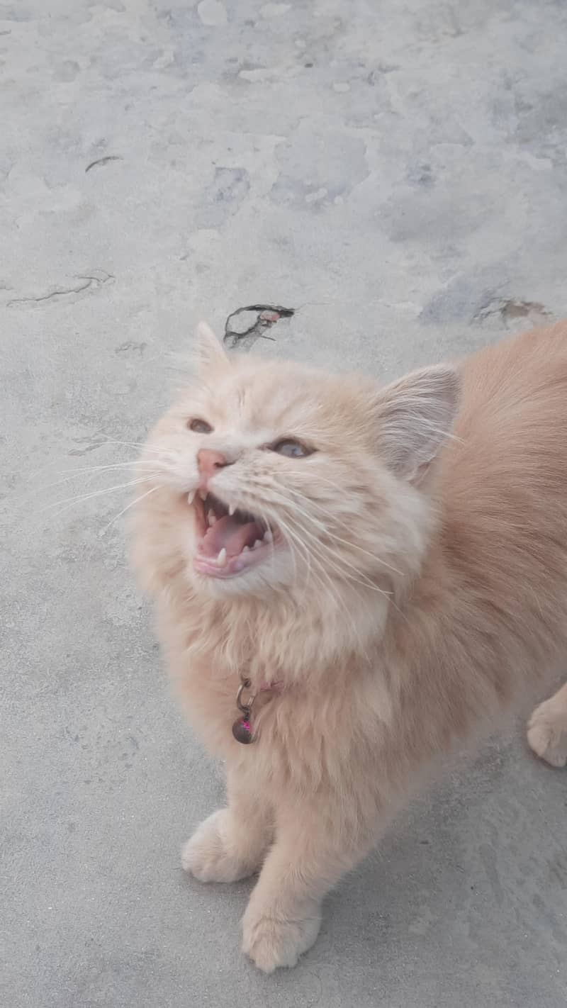 Siberan cat 1