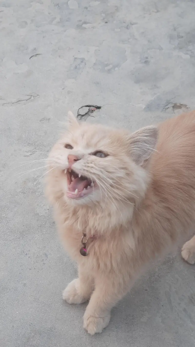 Siberan cat — photo 2
